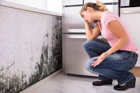 Best Mold Prevention Services in North Manchester, IN